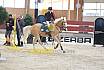 Sonntag Springreiter WB