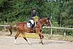 Samstag E Dressur