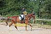 Samstag E Dressur
