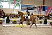 Samstag Reiterwettbewerb