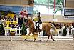 Samstag Reiterwettbewerb