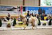 Samstag Reiterwettbewerb