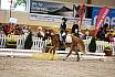 Samstag Reiterwettbewerb