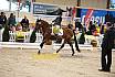 Samstag Reiterwettbewerb