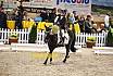 Samstag Reiterwettbewerb