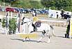 Sonntag Springreiterwettbewerb