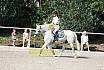 Sonntag Springreiterwettbewerb