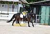 Freitag Reitpferdepr&uuml;fung