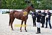 Freitag Reitpferdepr&uuml;fung